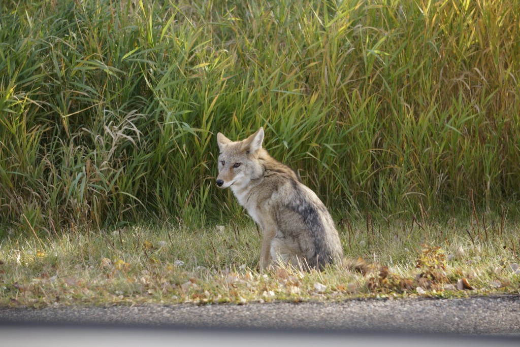 coyote